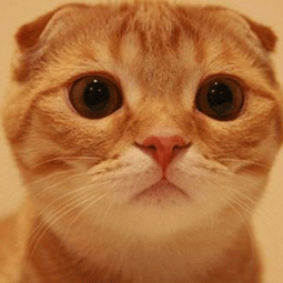 shadowsock安卓版apk